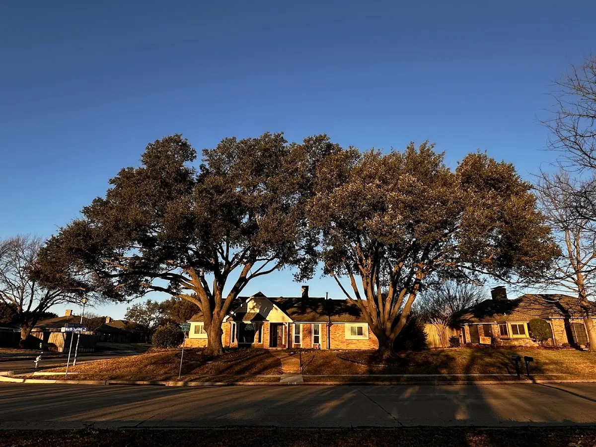 Established residential canopy tree shading a home in Natrona